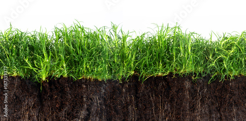green grass lawn in dark soil isolated on a white background, seamles texture in panoramic banner format