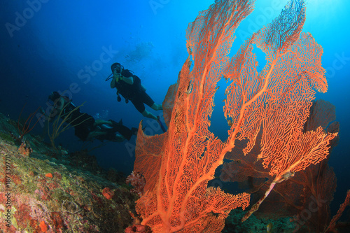 Scuba dive coral reef underwater © Richard Carey