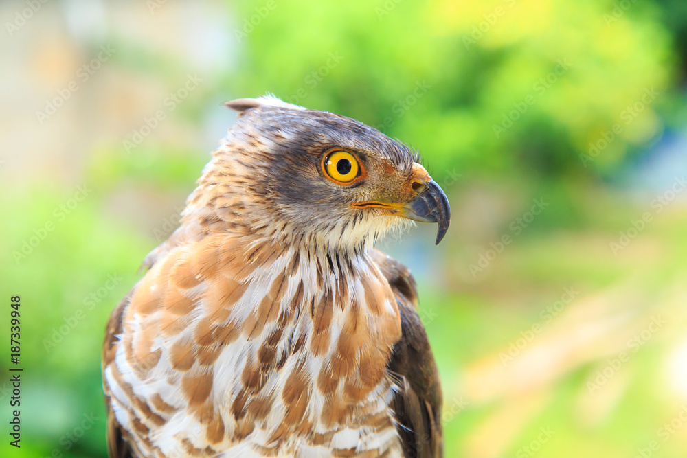 The hawk straight face expression of eye The hawk straight face expression of eye