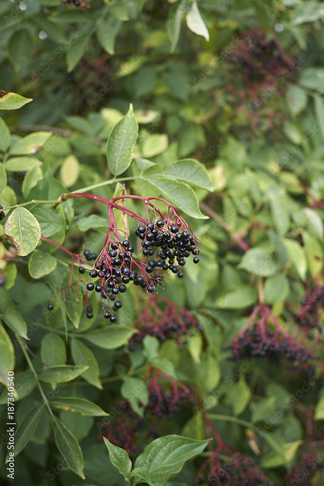 Sambucus nigra