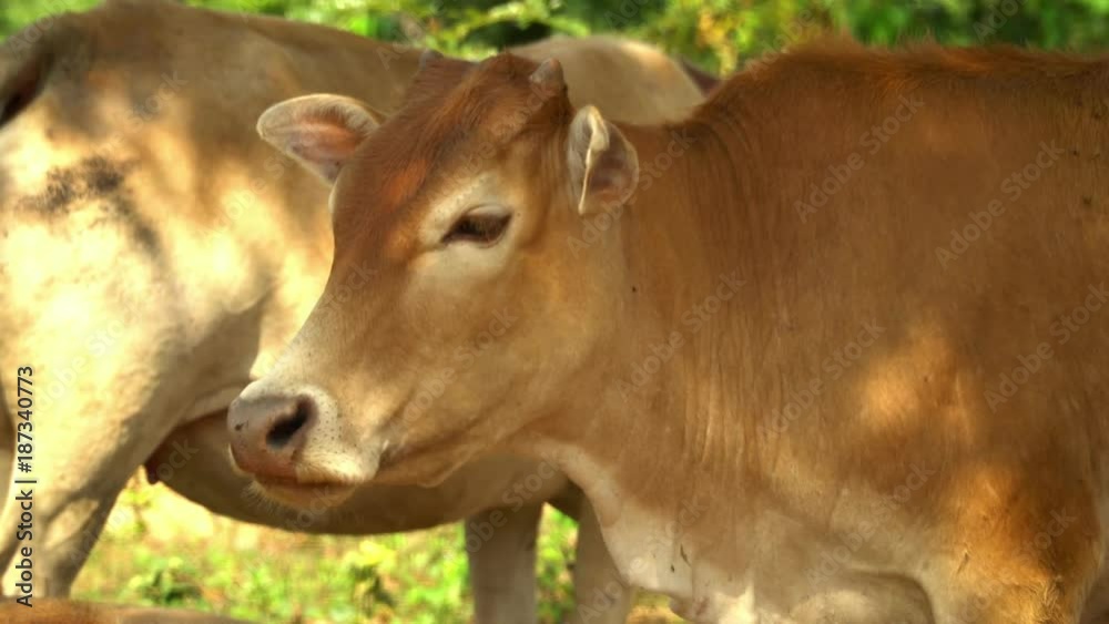 Lovely animals are grazed at trees. Two cows lies on the grass and rests. Vietnam. The big cow chews a grass. Head of a cow close up. Beige cows have a rest in a shadow of trees. Lovely animals are grazed at trees. Two cows lies on the grass and rests. Vietnam. The big cow chews a grass. Head of a cow close up. Beige cows have a rest in a shadow of trees.