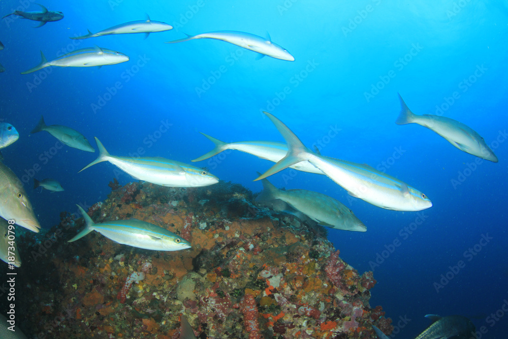 Obraz premium Coral reef underwater and fish