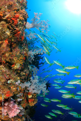 Fototapeta Naklejka Na Ścianę i Meble -  Coral reef underwater and fish