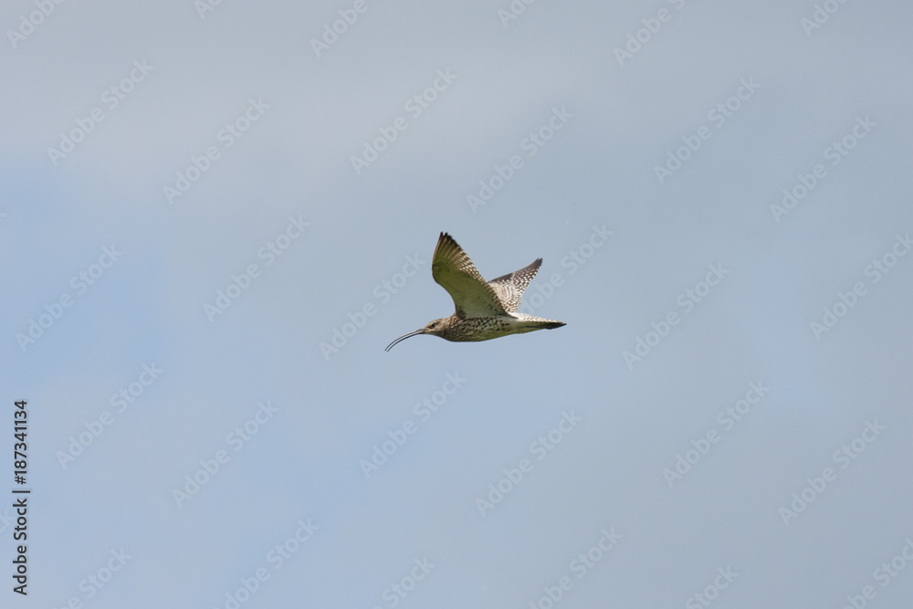 Obraz premium Eurasian curlew flyong in sky. Cute large rare shorebird. Bird in wildlife.