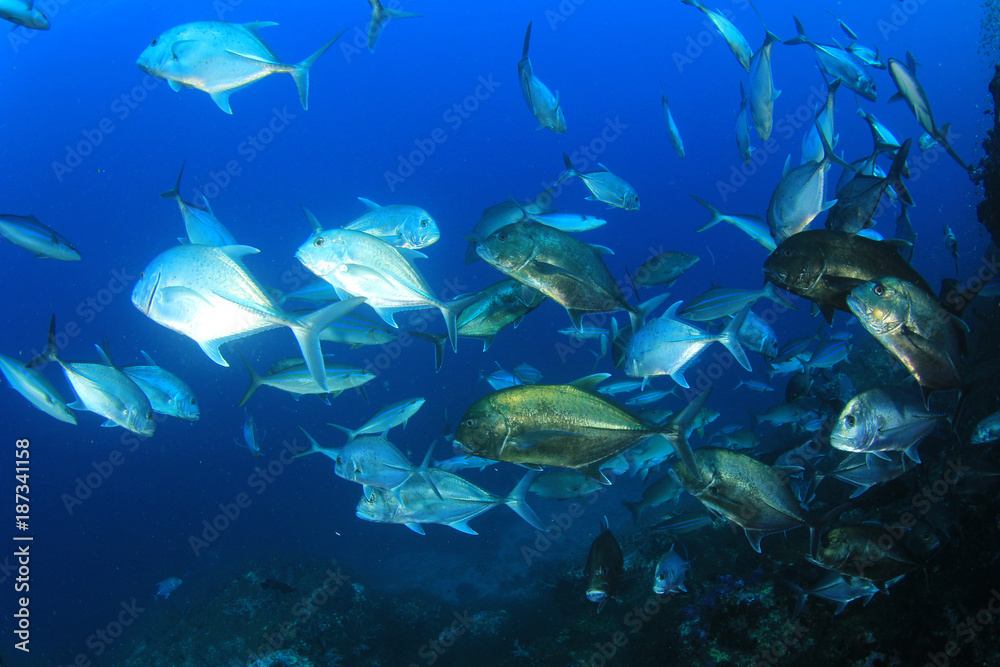 Fototapeta premium Fish school: Trevallies (Jack fish)