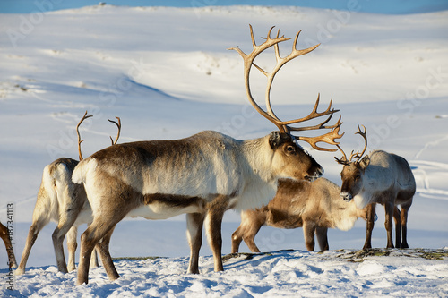 Reindeers in natural environment  Tromso region  Northern Norway