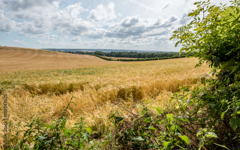 Wheat field and the Kent landscape, England. A rural countryside scene with a field of wheat ready for harvest in the heat of the summer sun. Wheat field and the Kent landscape, England. A rural countryside scene with a field of wheat ready for harvest in the heat of the summer sun.