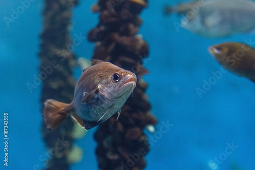 fish in aquarium close-up