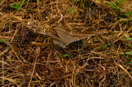 Giant Uranid Moth photo