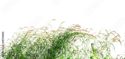 Reeds of grass isolated and white background.