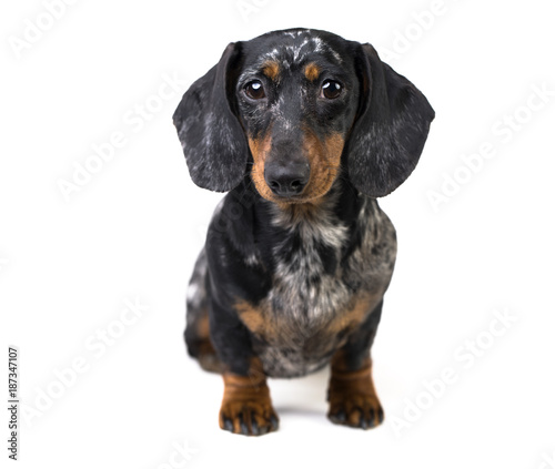 Dachshund dog portrait over white background
