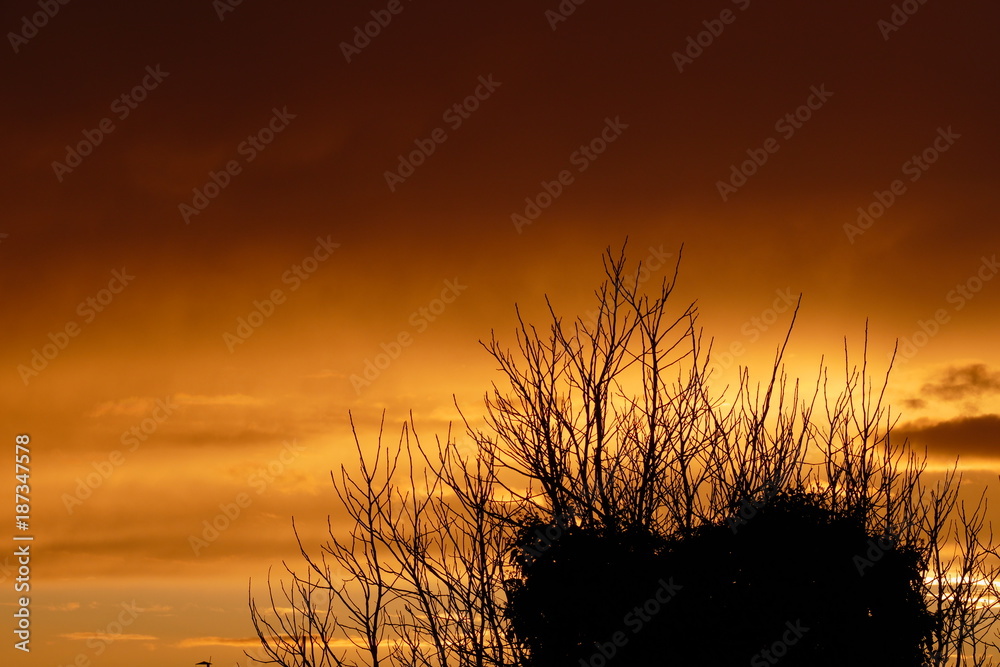 sunset over branch