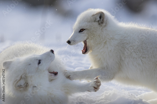 Arctic fox fighting in winter 