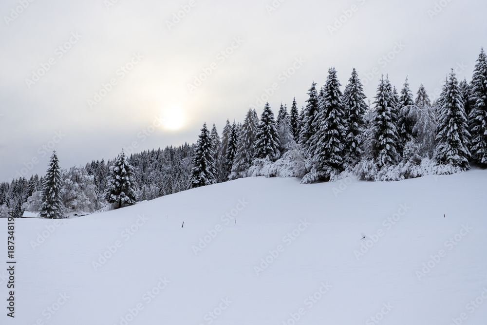 paesaggio invernale in Val Canali, nel parco naturale di Paneveggio - Trentino