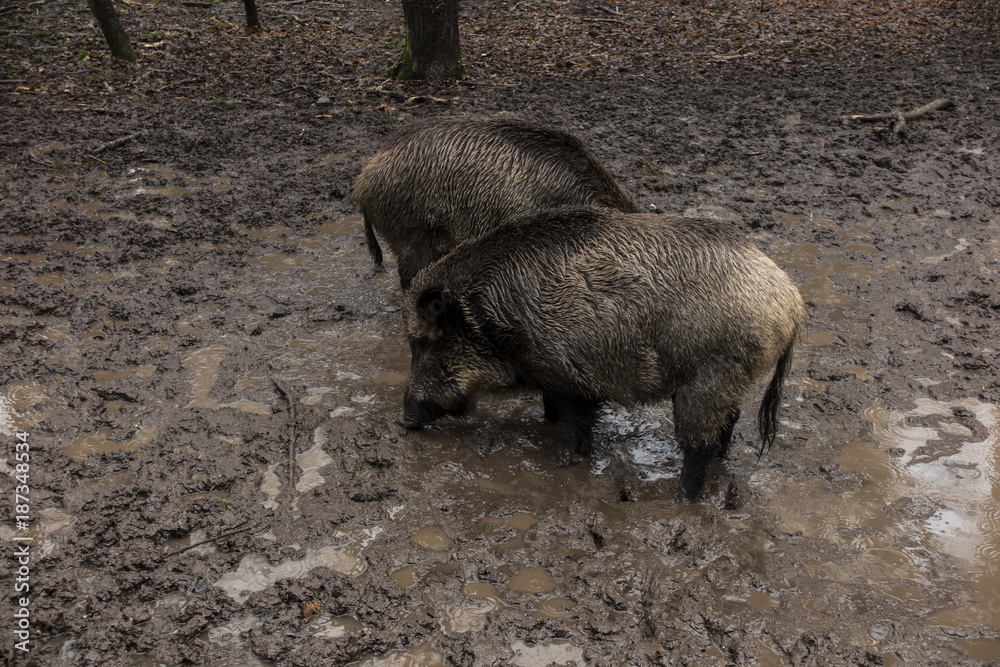 Wild boar looking for food in the mud during rainy weather, Bialowieza Forests, Poland Wild boar looking for food in the mud during rainy weather, Bialowieza Forests, Poland