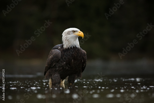 Haliaeetus leucocephalus. Bald Eagle is a big bird of prey living in North America. It is a national bird and a symbol of the state of the United States. Located in most of Canada and Alaska.  