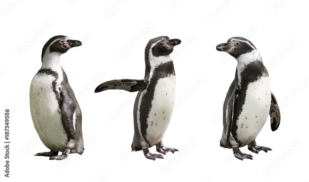 Fototapeta premium Trzy pingwiny Humboldta na białym tle na białym tle