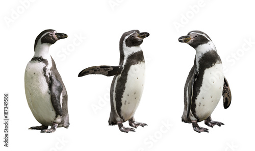 Three Humboldt penguins on white  background isolated
