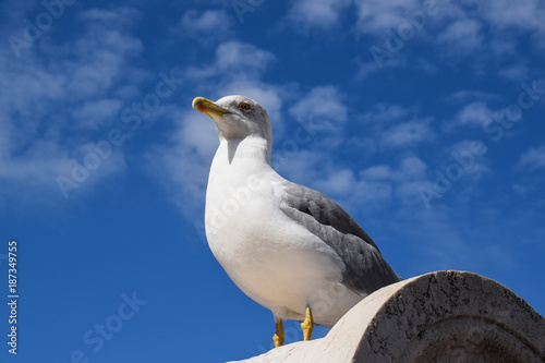Seagull - low angle view