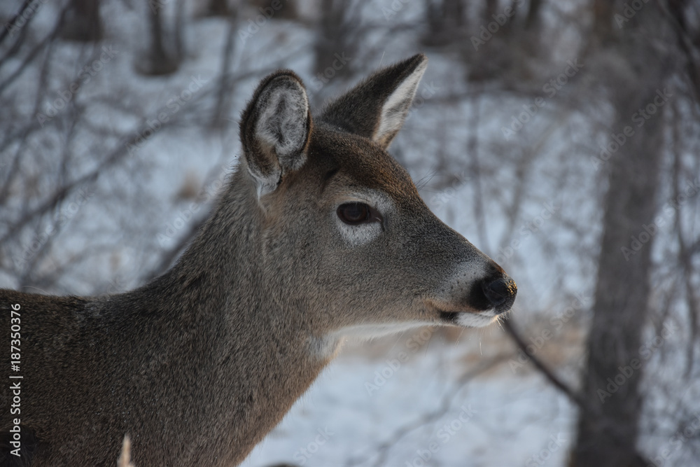 Lone Deer in Winter