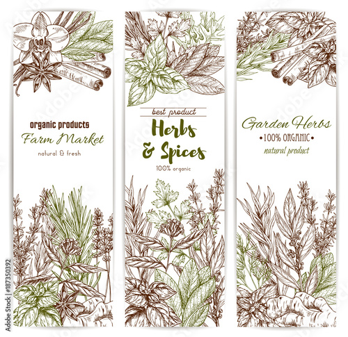 Herb and spice sketch banner of organic seasoning