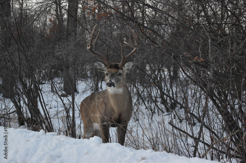 Lone Deer in Winter
