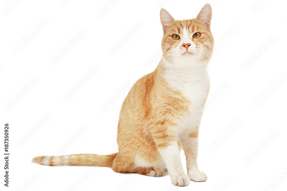 Ginger cat isolated on white background Ginger cat isolated on white background