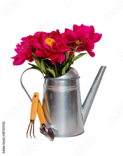 Fototapeta Naklejka Na Ścianę i Meble -  Bouquet of red peonies in watering can and garden tools isolated on white background