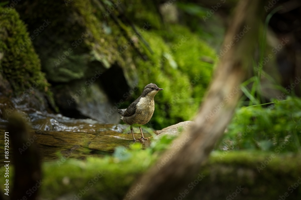 Cinclus cinclus. Photographed in Czech. Wild nature. Europe's wildlife. From bird life. Bird in the water. Beautiful picture. Cinclus cinclus. Photographed in Czech. Wild nature. Europe's wildlife. From bird life. Bird in the water. Beautiful picture.