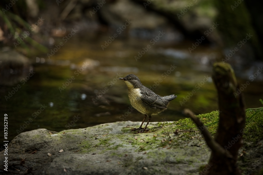 Cinclus cinclus. Photographed in Czech. Wild nature. Europe's wildlife. From bird life. Bird in the water. Beautiful picture. Cinclus cinclus. Photographed in Czech. Wild nature. Europe's wildlife. From bird life. Bird in the water. Beautiful picture.