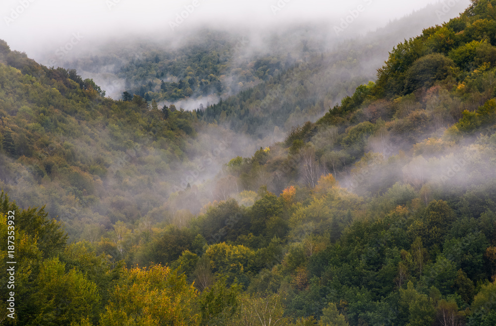 morning fog over the ancient forest. beautiful nature background morning fog over the ancient forest. beautiful nature background