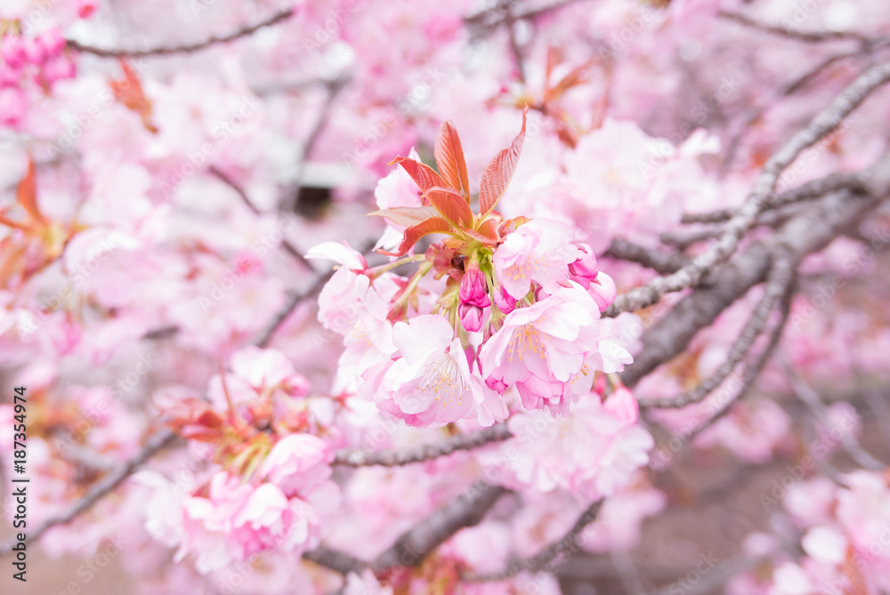 Fototapeta premium Cherry blossoms scene