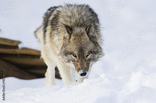 Timber wolf in winter  © Mircea Costina