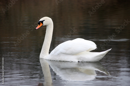 Beautiful white swan floating on the lake. © pravdinal