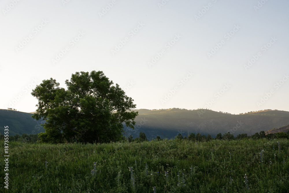 Fototapeta premium A large tree in a light hazy haze against the background of the mountains.