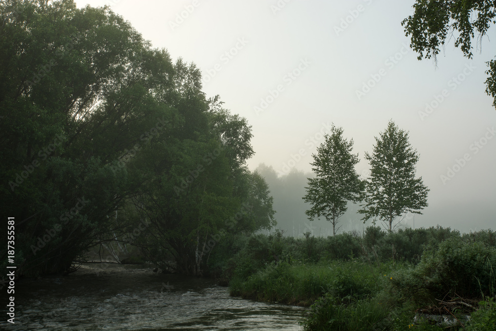 A fast mountain river flows between trees. Logs on the shore. The felled trees. Morning fog.