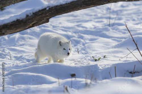 arctic fox in winter © Mircea Costina