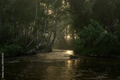 A fast mountain river flows between trees. Logs on the shore. Felled trees in the water.