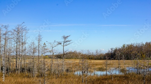 winter Grassy Waters Everglades Preserve