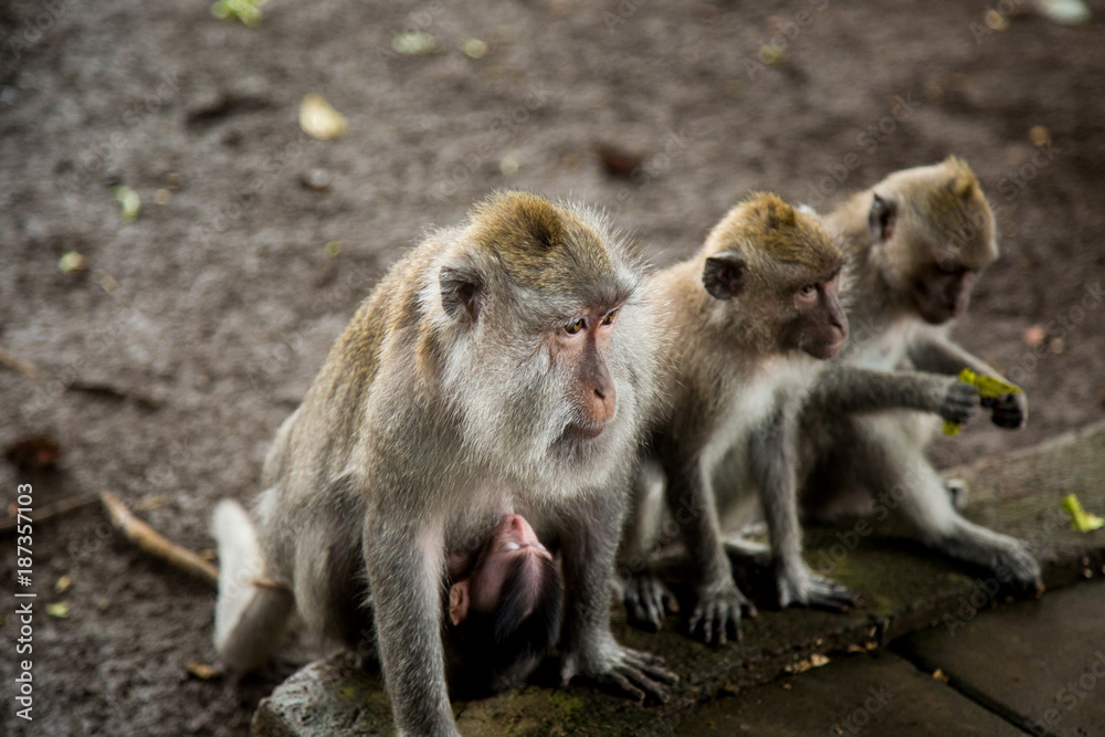 Monkey-Family