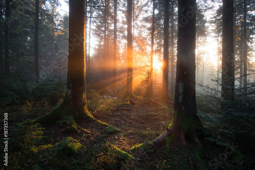 mystische Lichtstimmung im Schwarzwald