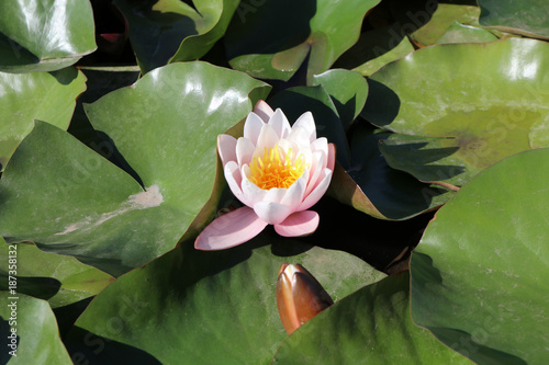 Blooming cultivar hybrid hardy water lily (Nymphaea x marliacea 'Rosea') in the garden pond