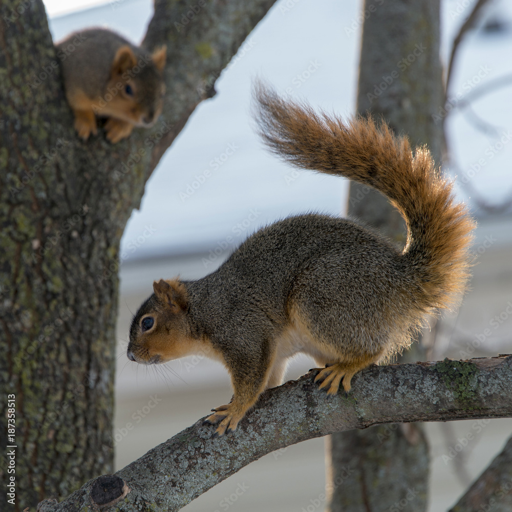 015-squirrel-wdsm-07jan18-09x09-006-3488 015-squirrel-wdsm-07jan18-09x09-006-3488
