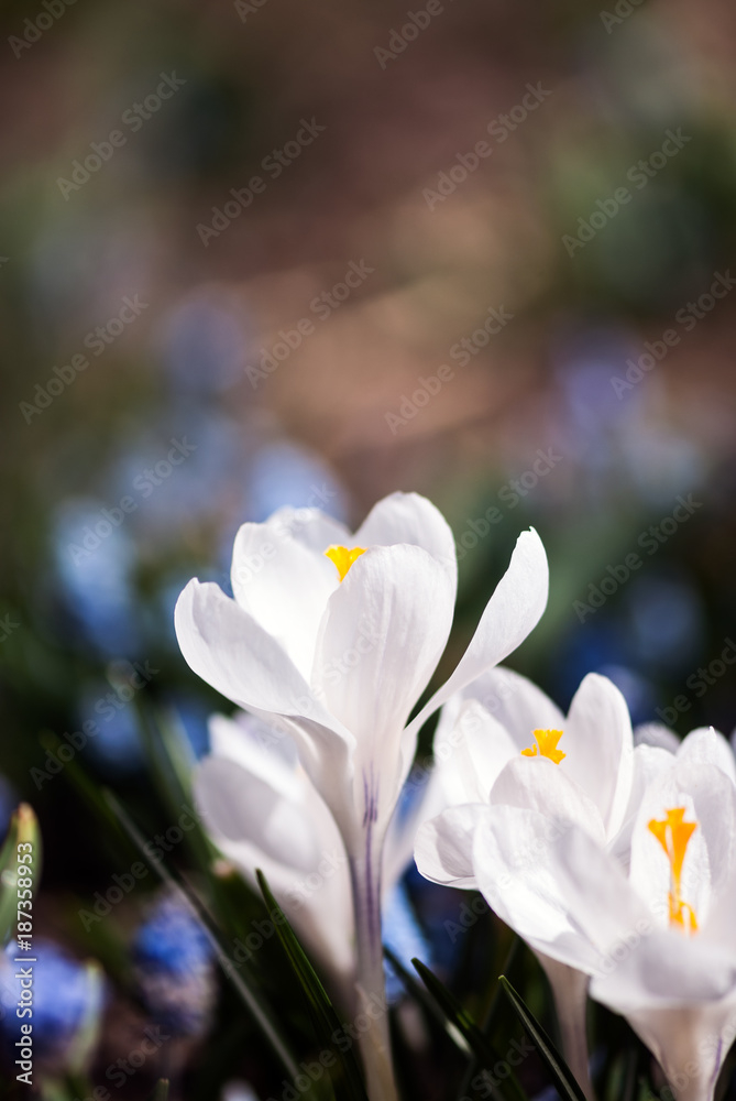 Fototapeta premium White Crocus Flower