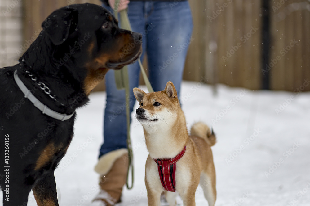 Shiba inu on the street in winter plays Shiba inu on the street in winter plays