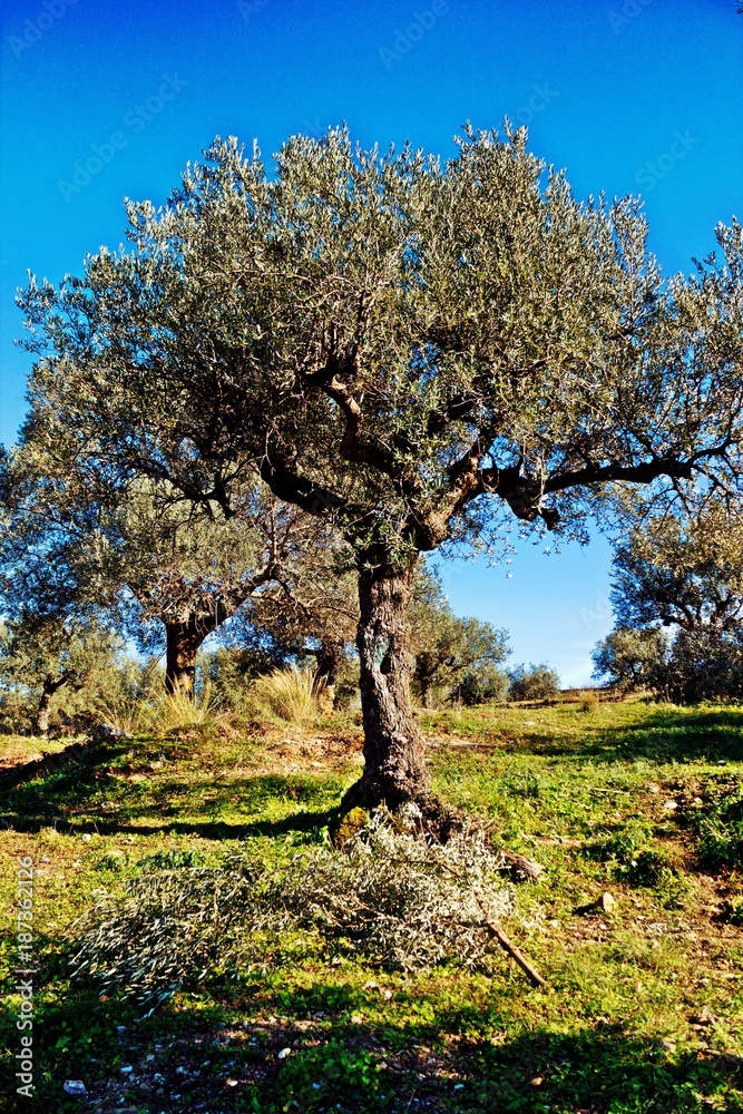Koroneiki variety olive grove in Messinia, Greece. Koroneiki variety olive grove in Messinia, Greece.