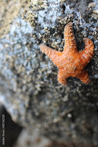 Orange Starfish on Rock