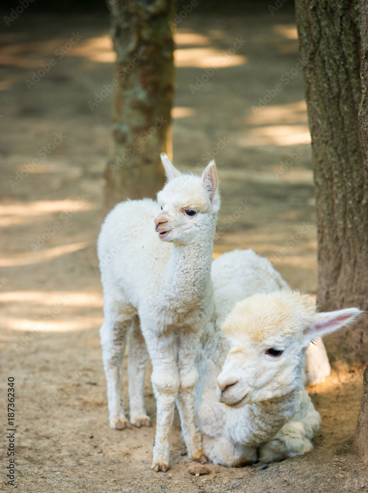 Obraz premium baby Cria alpaca with its mother standing beside
