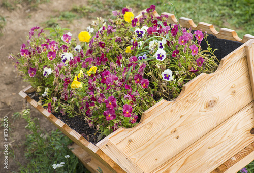 Flowers in pots in wooden box on background of garden