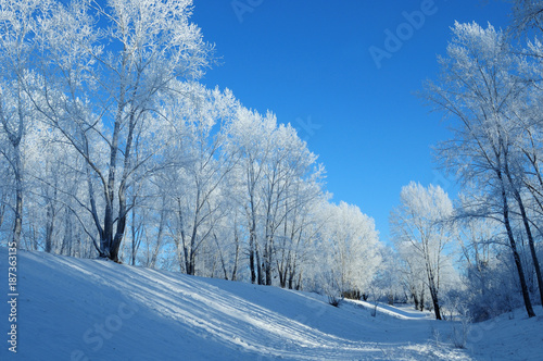 Walking on a bright sunny day in the winter forest. Snow covers a thin layer of tree branches. © Евгений Кожевников